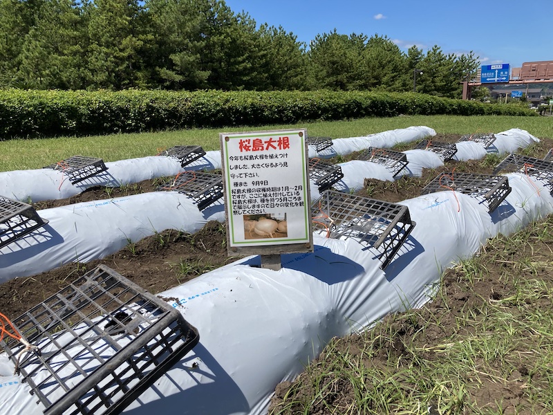 桜島大根の種まき その２